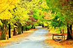 Forest Road Download Jigsaw Puzzle