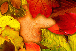 Autumn Leaves Download Jigsaw Puzzle
