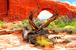 Desert Arch, Utah Download Jigsaw Puzzle