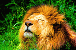 African Lion Download Jigsaw Puzzle