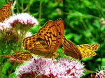 Butterflies Download Jigsaw Puzzle