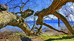 Tree Limbs Download Jigsaw Puzzle