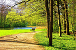 Trees Download Jigsaw Puzzle