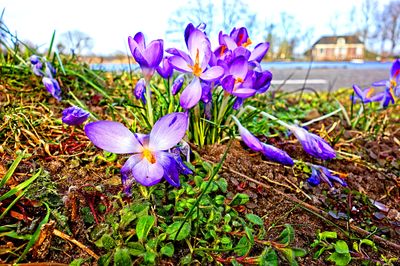 Flowers Download Jigsaw Puzzle