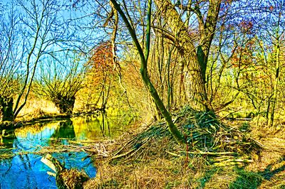 Tree Download Jigsaw Puzzle