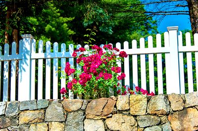 Flowers Download Jigsaw Puzzle