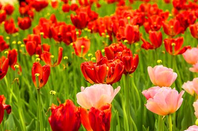 Flowers Download Jigsaw Puzzle