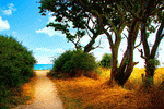 Beach Path Download Jigsaw Puzzle