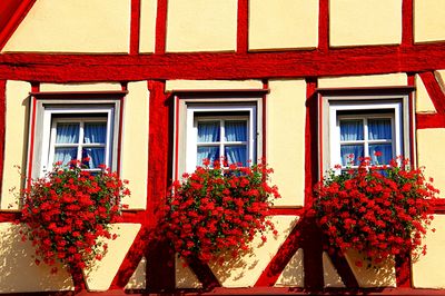 Flowers Download Jigsaw Puzzle