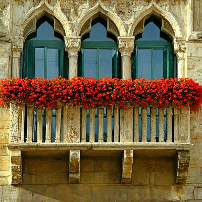 Flowers Download Jigsaw Puzzle