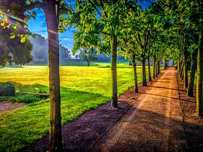 Sunlit Tree Alley Download Jigsaw Puzzle