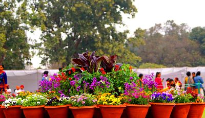 Flowers Download Jigsaw Puzzle