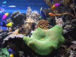 Sea Life Download Jigsaw Puzzle