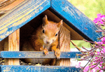 Squirrel Download Jigsaw Puzzle