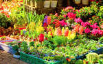 Flowers Download Jigsaw Puzzle