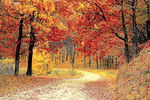 Autumn Woods Download Jigsaw Puzzle