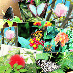 Butterflies Download Jigsaw Puzzle