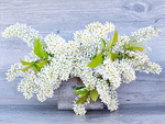 Lilac Branches Download Jigsaw Puzzle