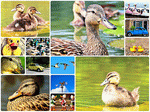 Ducks Collage Download Jigsaw Puzzle