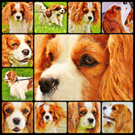 Cavalier King Charles Spaniel Download Jigsaw Puzzle