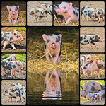 Piglet Download Jigsaw Puzzle