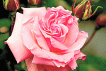 Rose Download Jigsaw Puzzle