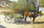Horse & Wagon Download Jigsaw Puzzle
