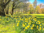 Daffodils Download Jigsaw Puzzle