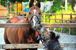 Horses Download Jigsaw Puzzle
