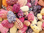 Maize Varieties Download Jigsaw Puzzle