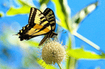 Butterfly Download Jigsaw Puzzle