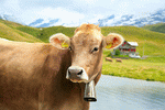 Cow, Switzerland Download Jigsaw Puzzle