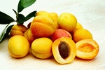 Apricots Download Jigsaw Puzzle
