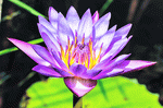 Lotus Download Jigsaw Puzzle