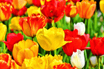 Tulips Download Jigsaw Puzzle