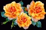 Roses Download Jigsaw Puzzle