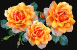 Roses Download Jigsaw Puzzle