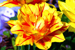 Tulip Download Jigsaw Puzzle
