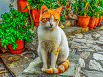 Cat Download Jigsaw Puzzle