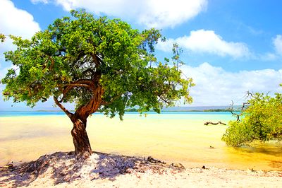 Beach Tree Download Jigsaw Puzzle