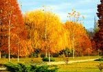 Autumn Trees Download Jigsaw Puzzle