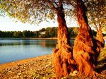 Trees, Germany Download Jigsaw Puzzle