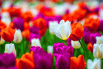 Tulips Download Jigsaw Puzzle