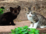 Kittens Download Jigsaw Puzzle