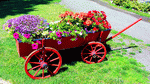 Flower Cart Download Jigsaw Puzzle