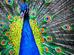 Peacock Download Jigsaw Puzzle