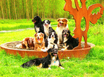Dogs Download Jigsaw Puzzle