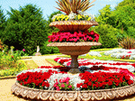Flowers Download Jigsaw Puzzle