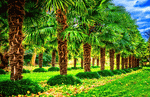 Palm Trees Download Jigsaw Puzzle