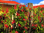Flowers, Brazil Download Jigsaw Puzzle